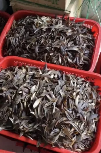 Premium Murex Operculum Perfume Extract Operculum Murex Hot Selling 2024 Operculum From Blue Lotus Vietnam