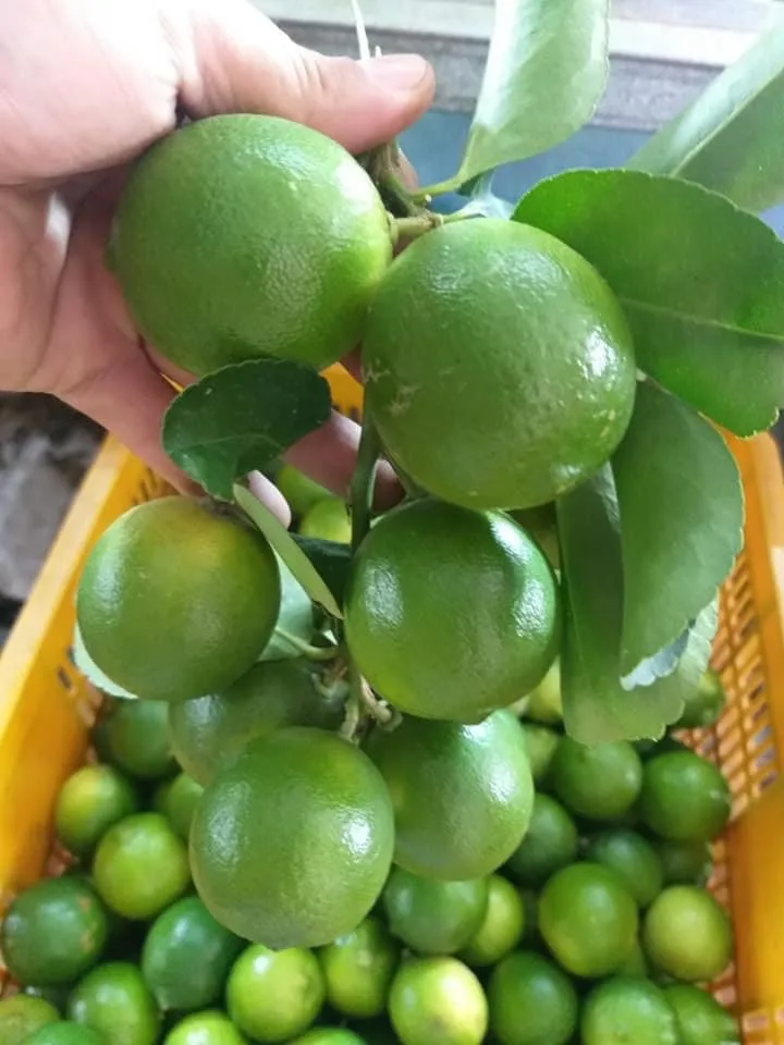 Vietnam Best Price Rich Vitamin C Fresh Lemon Seedless Lime from Vietnam