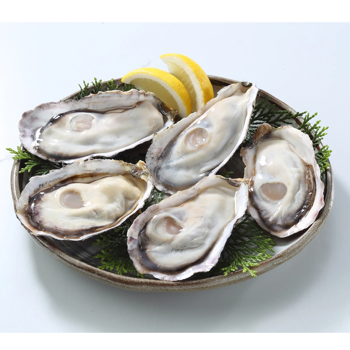 Frozen SMART OYSTER FRESH, EAZY TO EAT, eaten all seasons, no food loss Frozen Oyster with Shell