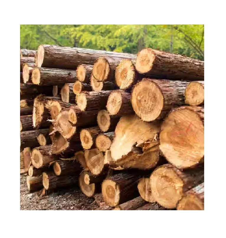 Buy Timber Wood in Bulk Superior Quality and Cost Effective Ideal for Construction and Woodcraft Large Inventory