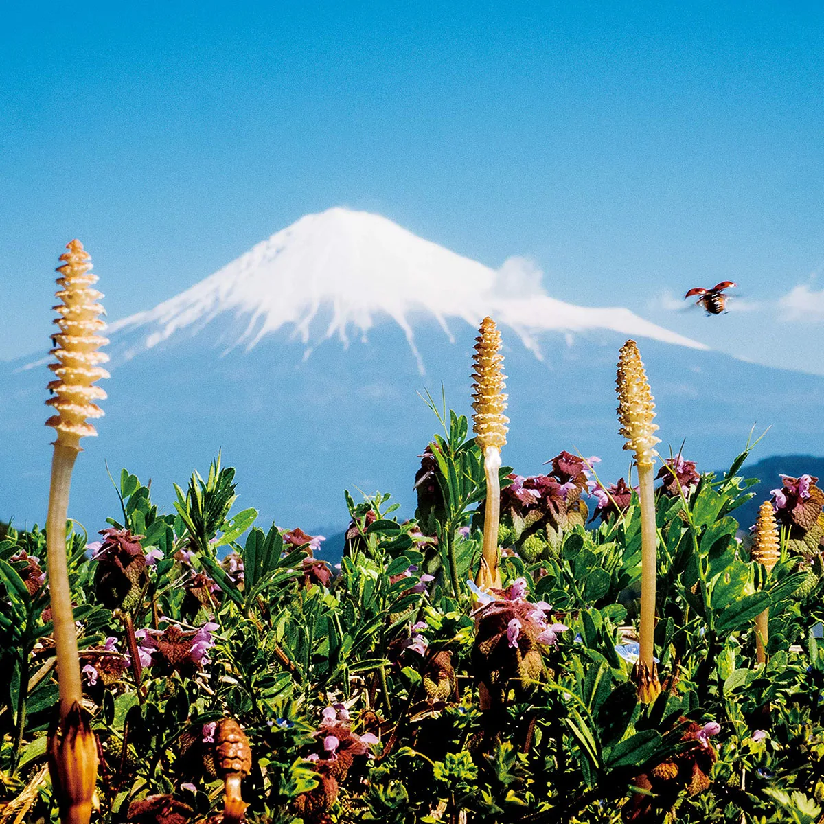 Пейзаж «Utsurohi» с Mt.Fuji, фотокниги, фотоальбом, пейзаж