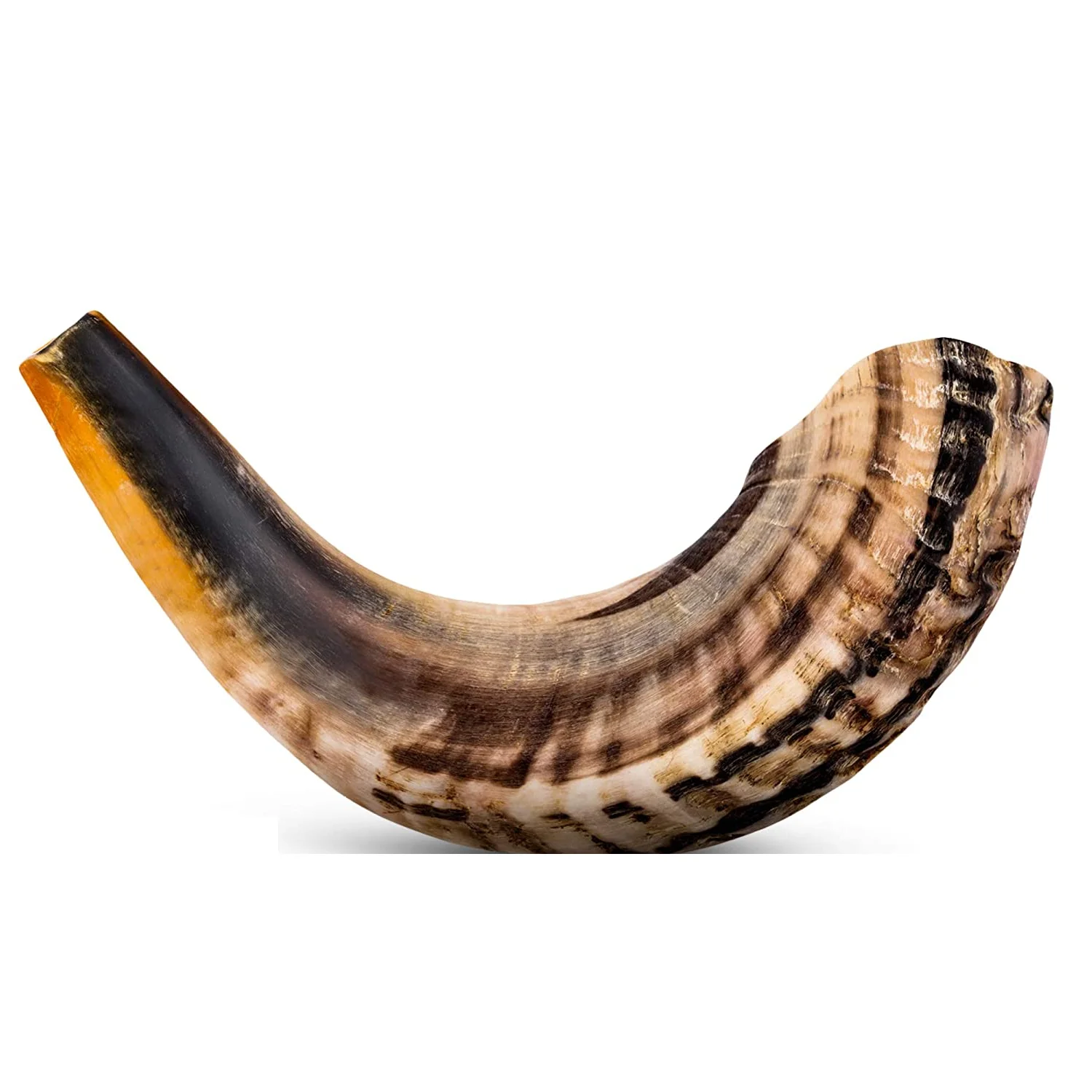 Best Quality Ram Horn Shofar Natural Horn Shofar for Blowing and Religious purpose Kosher Shofar Polished Ram Sheep Horn