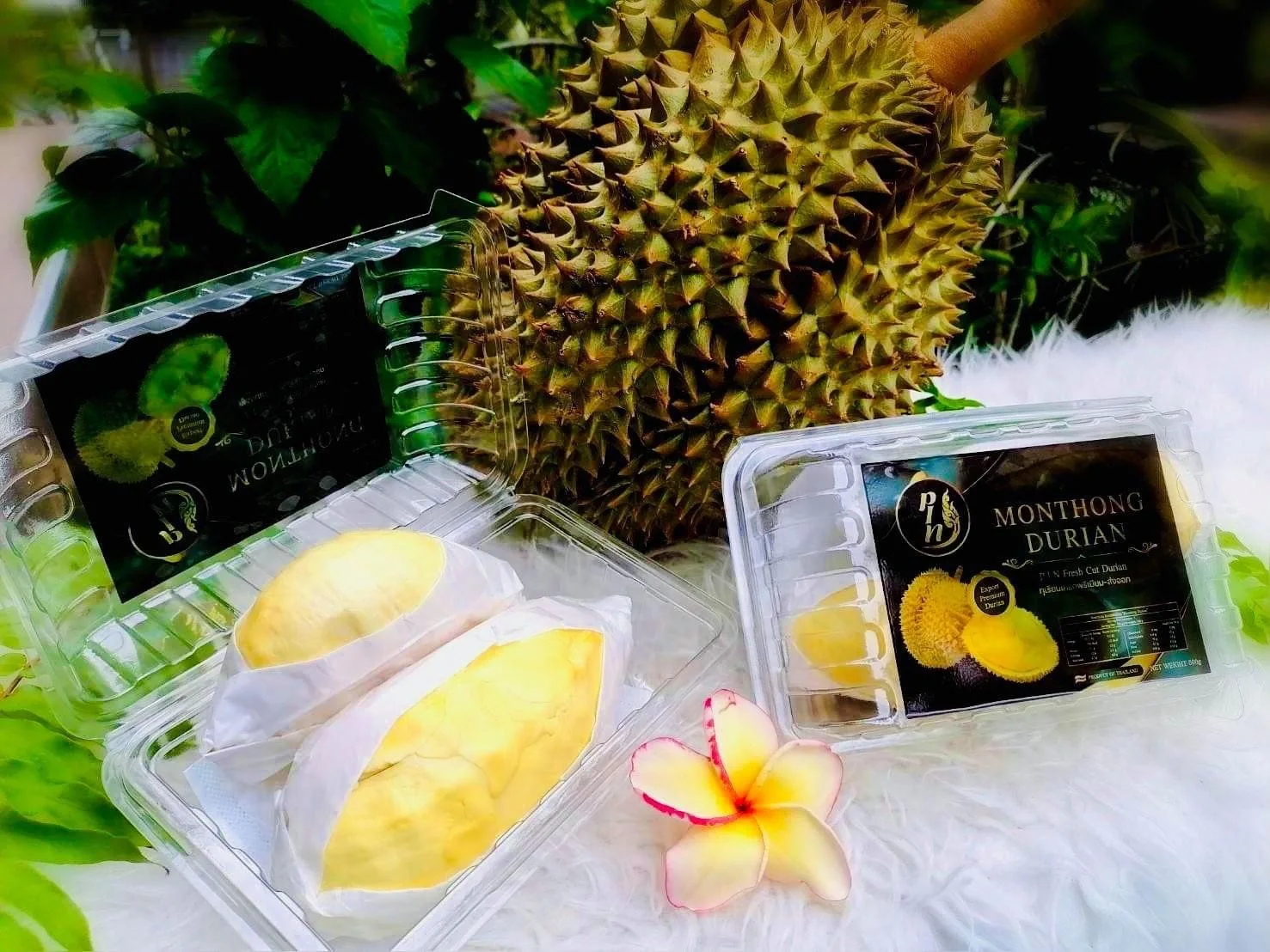 1 of Thai fruit exports must be us only. dear durian Ready to travel to LA, USA Monthong Durian Premium Grade A