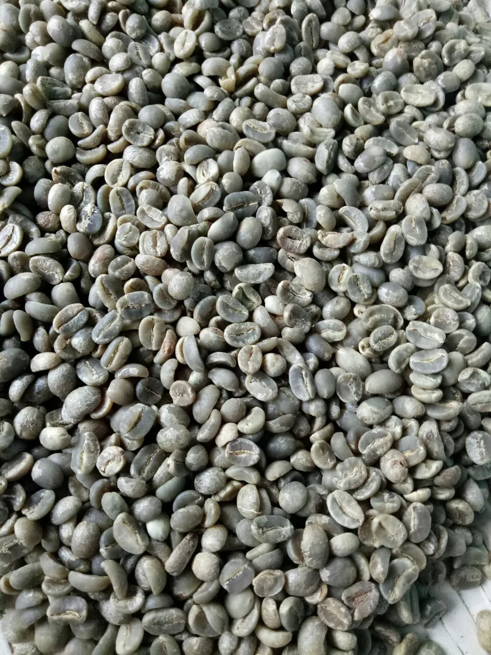 First Grade Green Arabica Cau Dat Coffee Beans In Jute Bag 60kg, Factory Price, New Crop