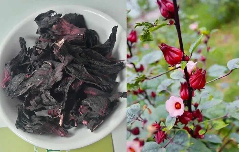 100% NATURAL DRIED FLOWERS FOR HERBAL TEA - HIBISCUS FLOWER FROM VIETNAM