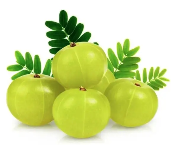 High Quality Iron Rich Amla Powder used for Body Health Wholesale Manufacturers and Exporters from India with Customized Packing