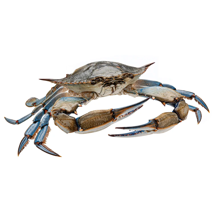 In high quality Blue swimwear Crab body and leg meat frozen seafood meat frozen