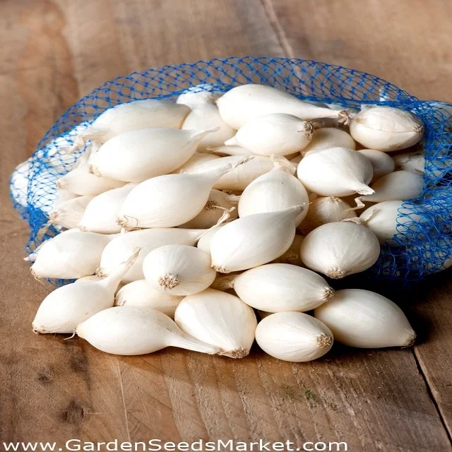 New Crop Premium Fresh White onions(Premium Quality Fresh Onion)