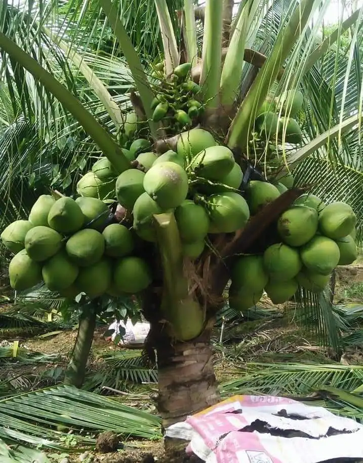 Fresh green young coconut Top quality best price coconut for wholesales made in Vietnam
