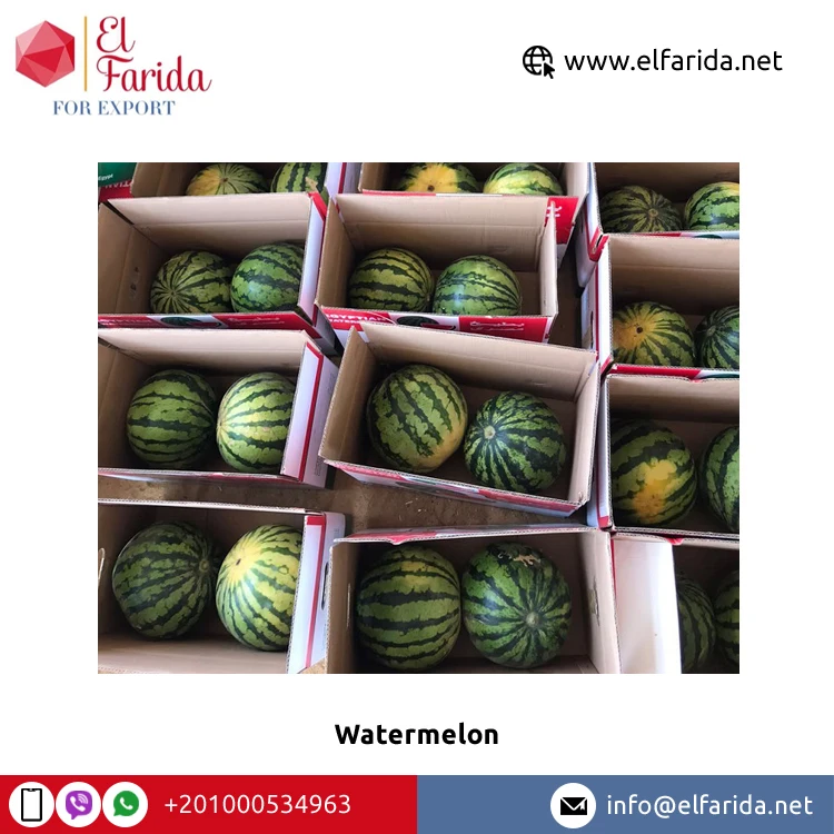 100% Natural Delicious Taste Best Quality Wholesale Egyptian Fresh Fruit Seedless Watermelon at Reliable Market Price From