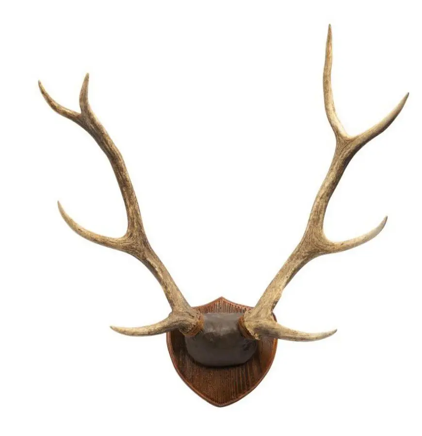 Natural Red Deer Antlers Up For Sale