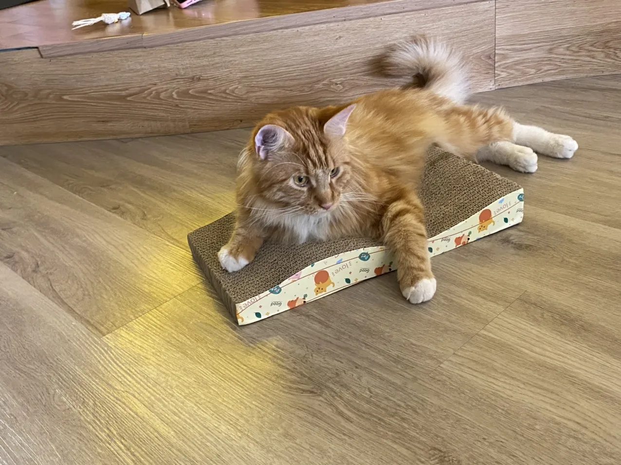 Оптовая продажа бумажная чесалка для кошек кошачья Когтеточка сна игр разные размеры сделано во Вьетнаме