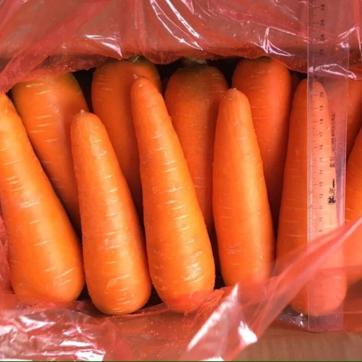 Оптовая свежая красная Морковь из Вьетнама