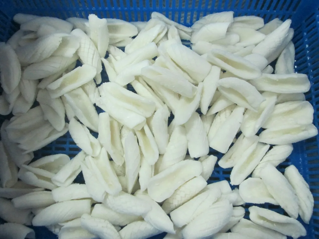 WE SUPPLY FROZEN SQUID TUBE CUTTLEFISH TUNA FILLETS