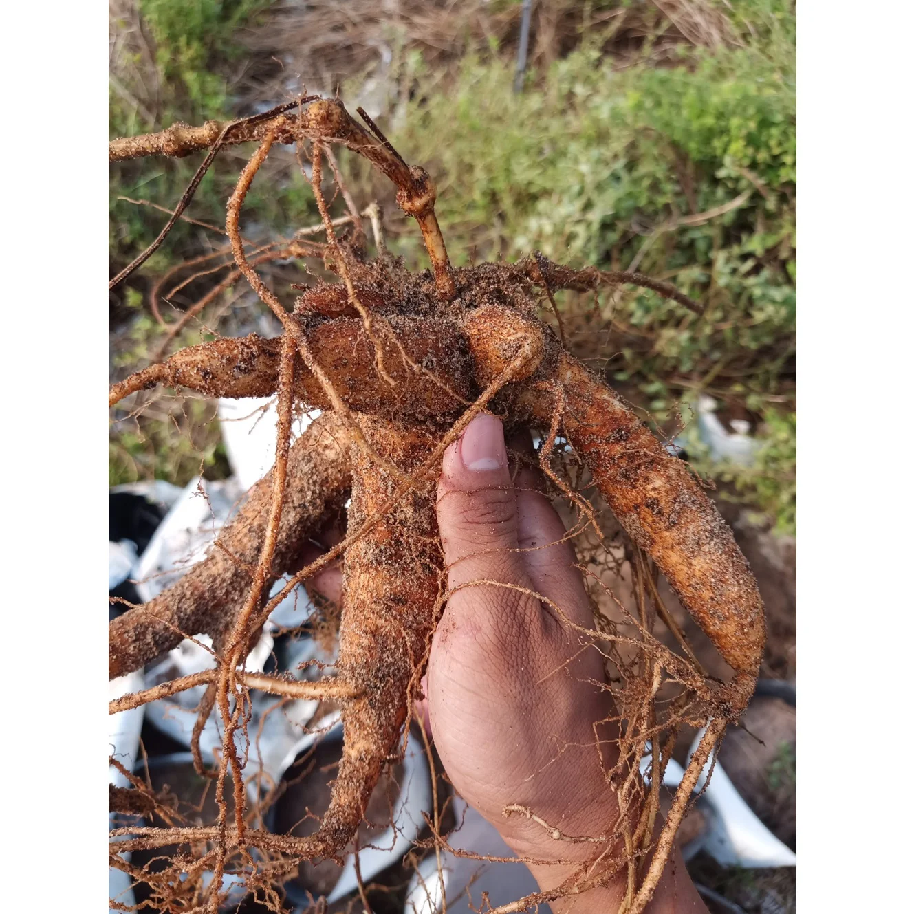 Hot Sale Available Fresh Ginseng Herbal Extract Artificial Planting Mason Jar Vacuum Packed Ginseng Root For Drinking