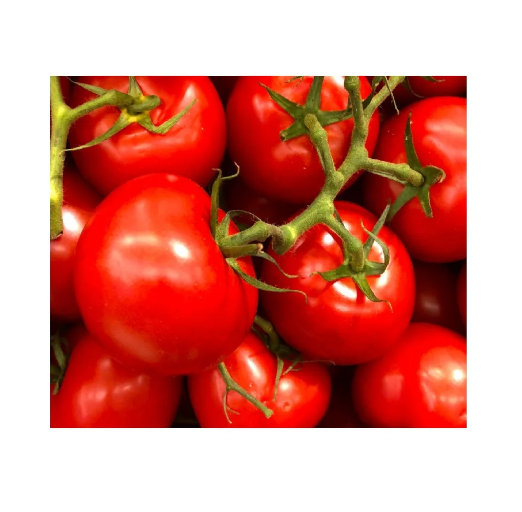 Competitive Price Bulk Fresh Tomatoes / Newest Crop Fresh Tomatoes