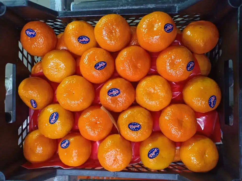 Fresh Citrus fruits/  high Sweet  mandarin (Fremont- Murcet-Clementine ) origin Egypt with high quality with Iso
