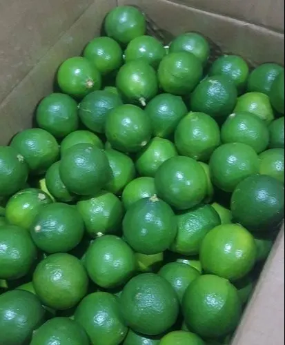 High Quality Fresh Green Seedless Lime / Farm Lemons for Export