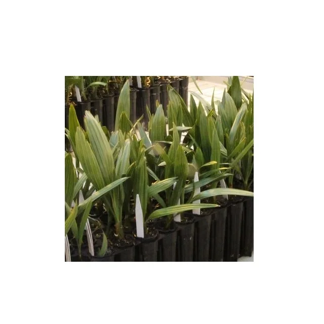 Date palm tree supplier and wholesale Fresh and Healthy Dates Palm seeding Evergreen Tissue Culture Ajwa Features