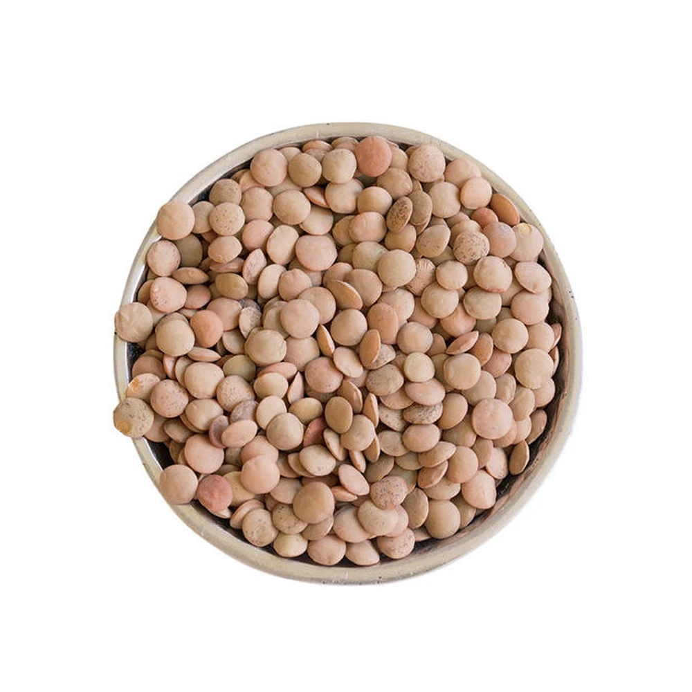 Lentils Beans Suppliers for Sale