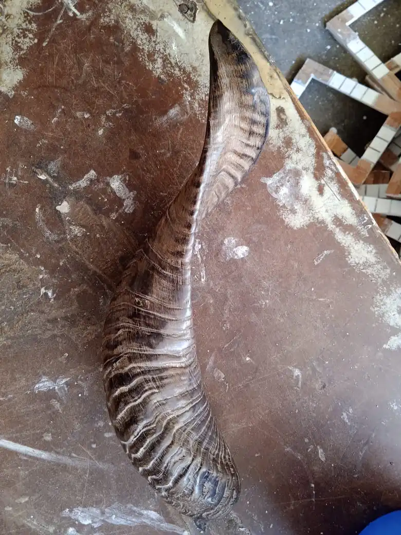 Изготовленный На Заказ очень красивый натуральный Рог shofars идеально подходит для использования в традиционных и родных церемониях подходящих перепродажи.