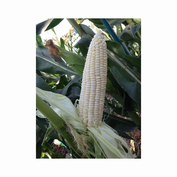 GMO or NON GMO CORN / MAIZE / White Corn Maize for Human & Animal Feed