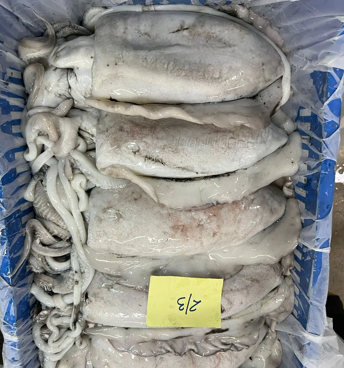 FROZEN CUTTLEFISH GOOD QUALITY OMAN ORIGIN