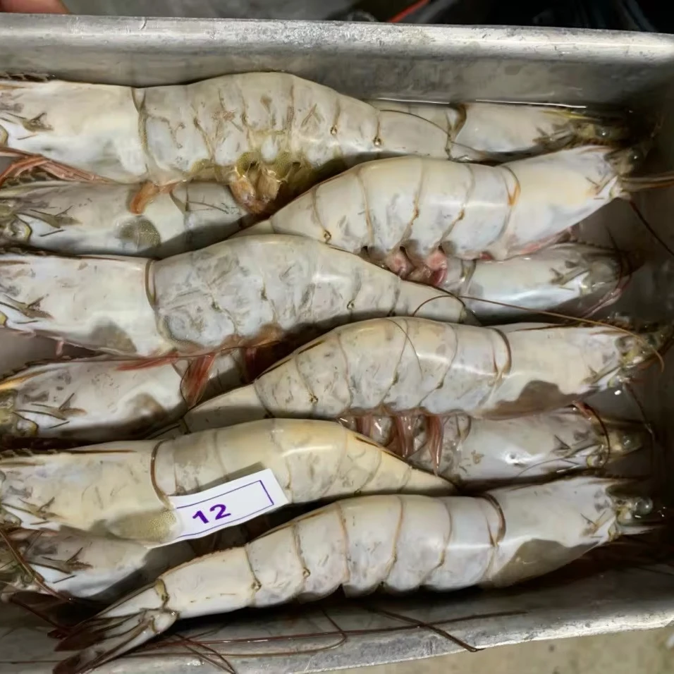 Good Price Frozen Vannamei Shrimp and Prawn/ Seafood Selling Fresh Frozen Whole Vannamei Shrimp White / Black Tiger Shrimp