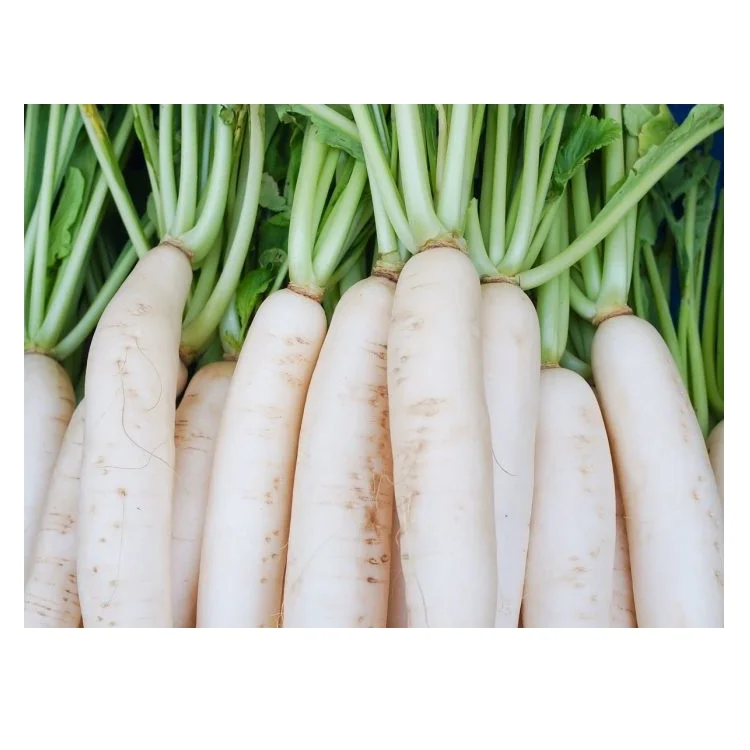 Best Quality Hot Sale Price Fresh Vegetables Orange Carrots