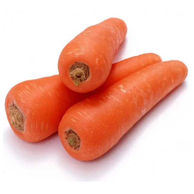 Fresh Carrot/ Direct Carrot Supplier / Carrot