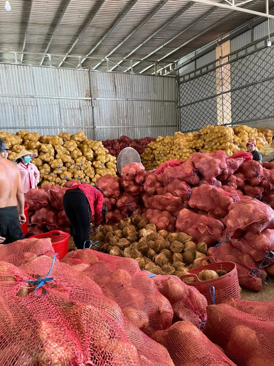 Wholesale mature semi husked dry coconut in bag Fresh newly harvested made in Viet Nam 25 pcs/30kg Phytosanitary Certification