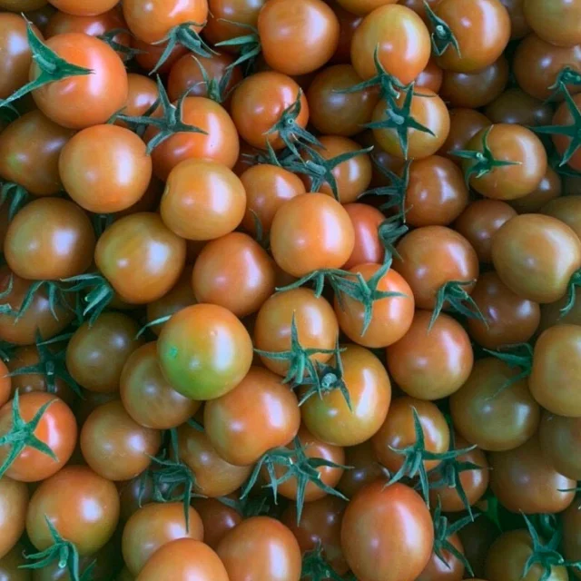 Fresh tomatoes organic Vietnam trading manufacturer Lam Dong land high quality vitamin export standard Vegetable