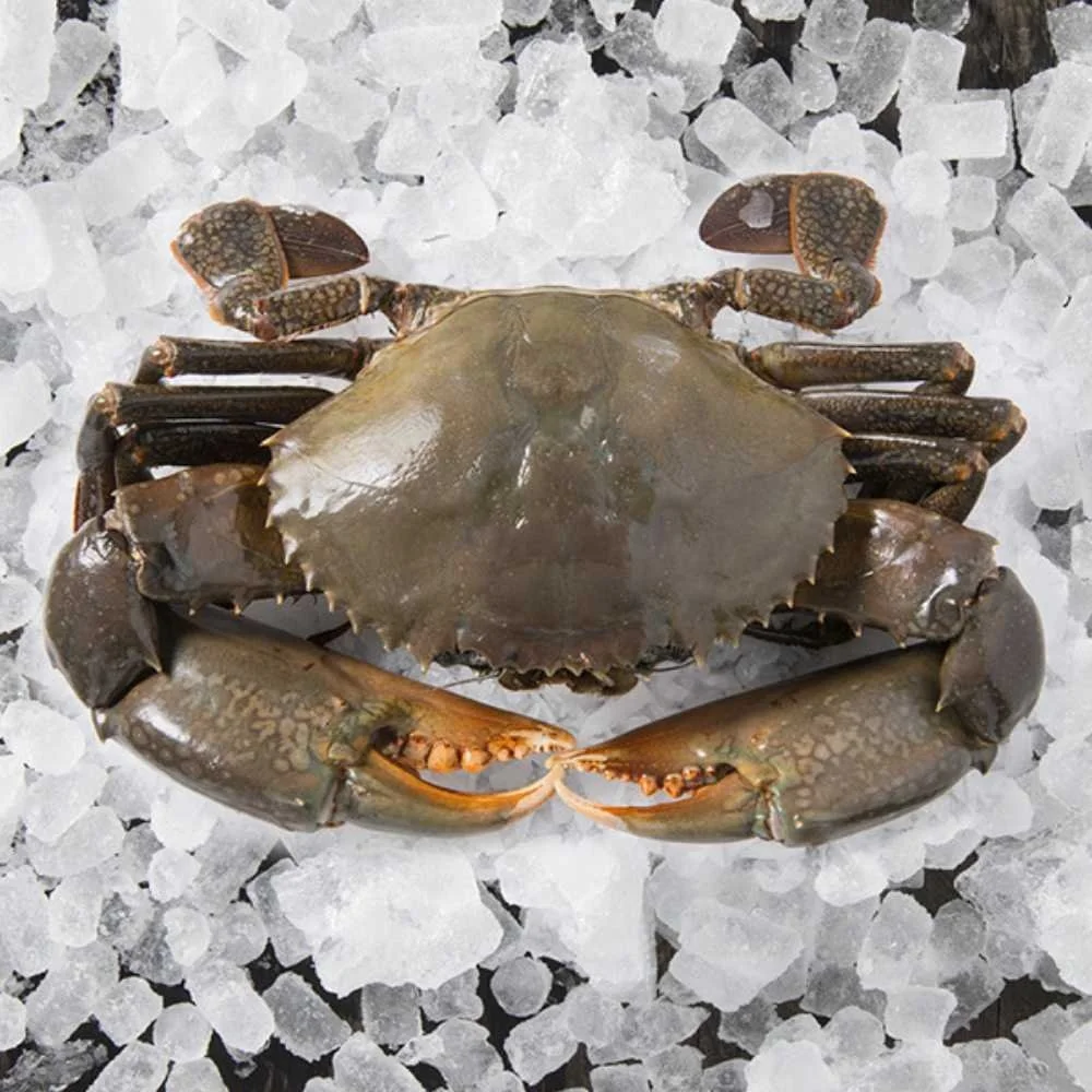 legs king style crab packaging weight shelf muscle snow crab claws wild live mud crab for sale