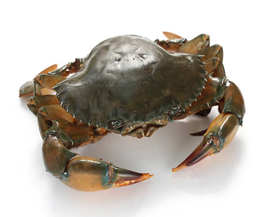 High quality wholesale bulk seafood fresh frozen red crab fresh frozen king crab frozen seafood whole crab