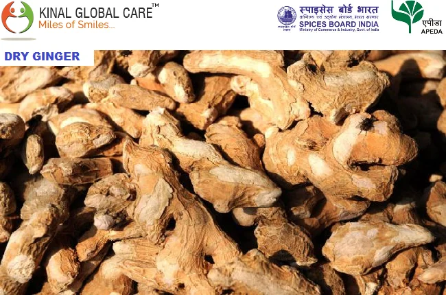 Organic Dry Ginger Whole Root Vegetable in Bulk Dehydrated with Spicy Flavor Pure Garlic Powder Flavored Raw Dry Ginger Supplier