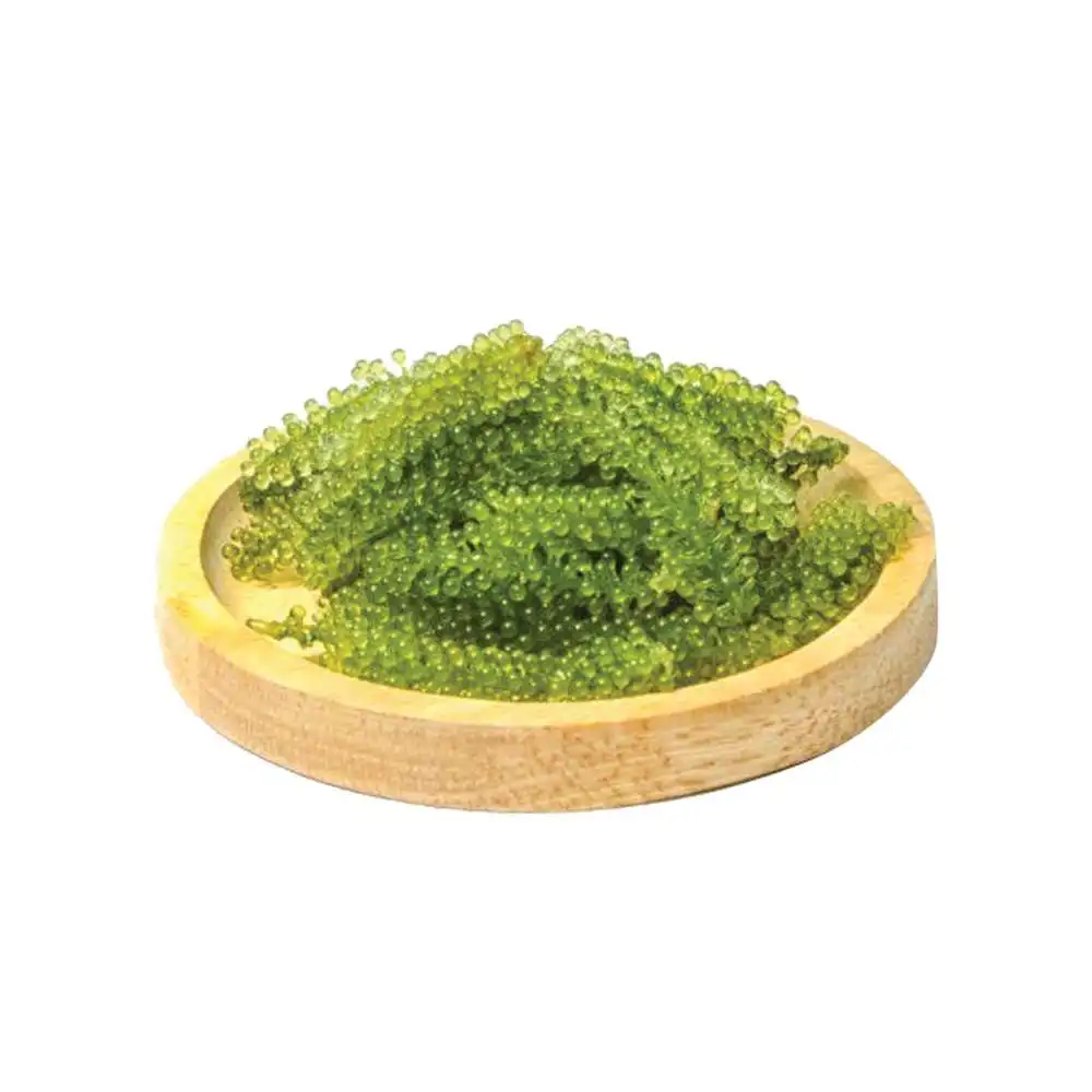 Wholesale Sea Grape Are Supplied To Large Supermarkets In Bulk