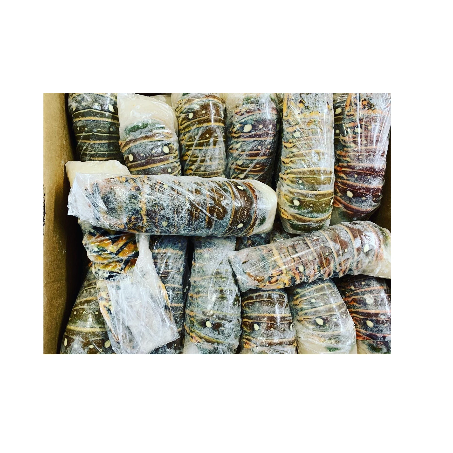 Seafood Fresh and Frozen Lobster Lobster Tails For Sale..