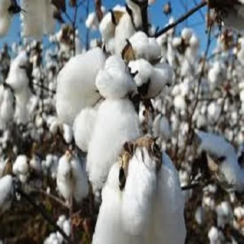 100% Organic Raw Cotton with good price from Tanzania Origin