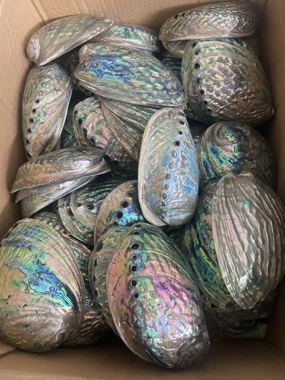 WHOLESALE ABALONE SHELL FOR DECORATION CRAFT FROM VIETNAM CHEAP PRICE 2024