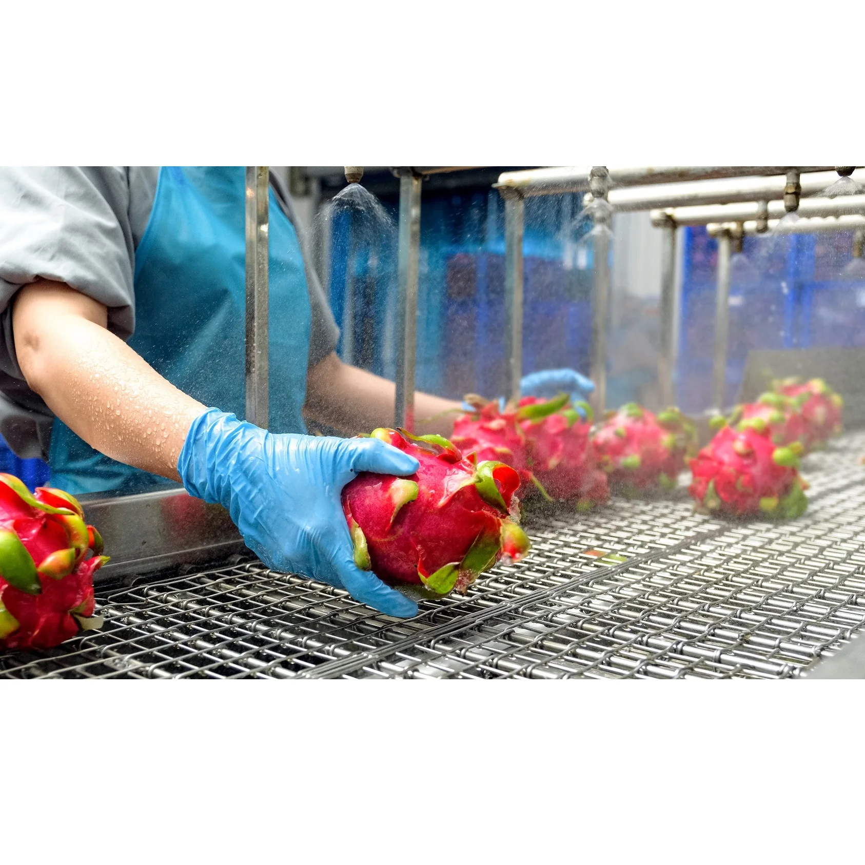 100% Natural Flavor Fresh Normal Feature Organic Naturally Taste Frozen Red Dragon Fruit Puree Seed-in