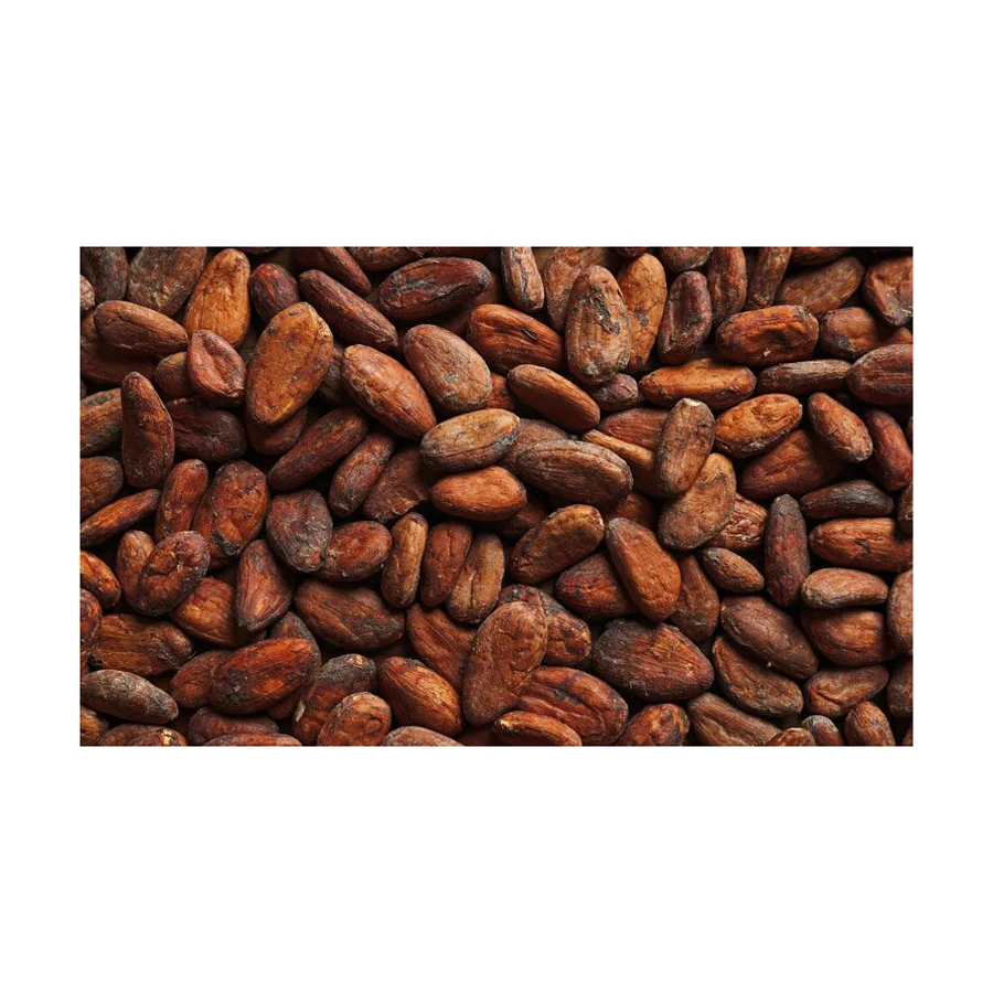 Best Quality Cocoa Bean For Sale In Cheap Price