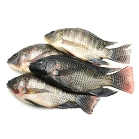 High Quality Atlantic Salmon Fish Fresh Dried Whole Fillet Salt Preserved Head Top Selling Healthy Frozen Fish Wholesale Price