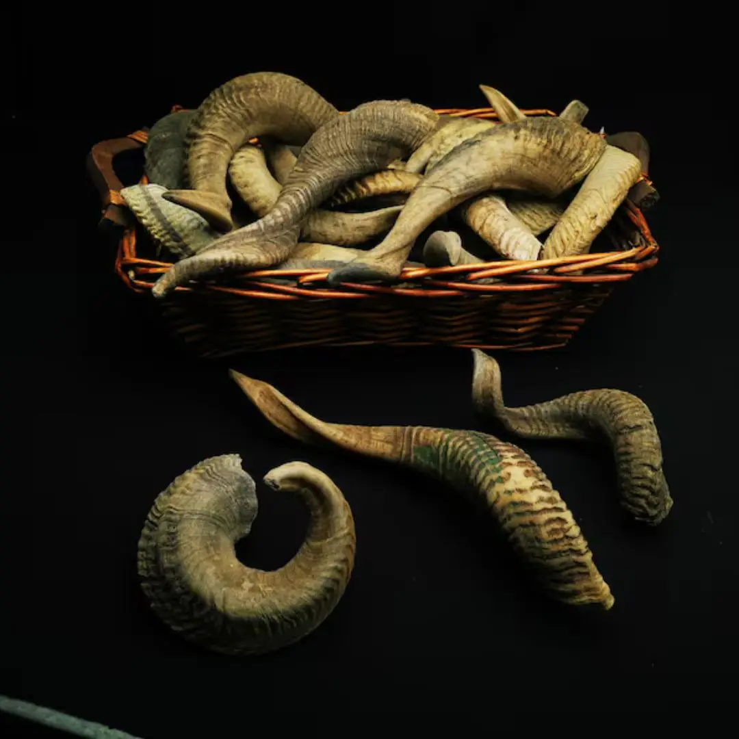 Top Selling Real Sheep Horn Real Best Quality With Polished Hand Made Top Selling India Handicraft By Nhe Overseas