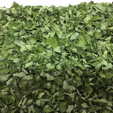 Moringa oleifera plant Moringa Leaf buyers Top purity Bulk Moringa Leaf Extract Bulk Health Care Products +919786060004