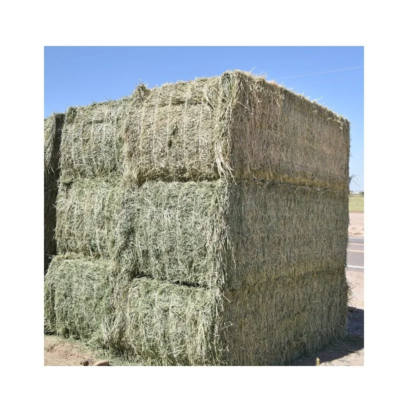 Alfalfa for feeding animals for cattle and other farm animals great quality from manufacturer alfalfa hay for sale