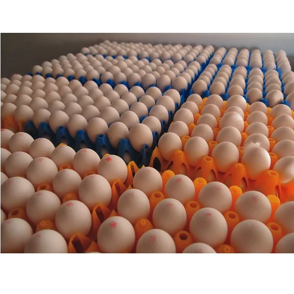 wholesale chicken eggs
