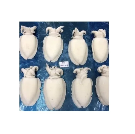 Прямой поставщик замороженных каракатиц целиком очищенных каракатиц по оптовой цене