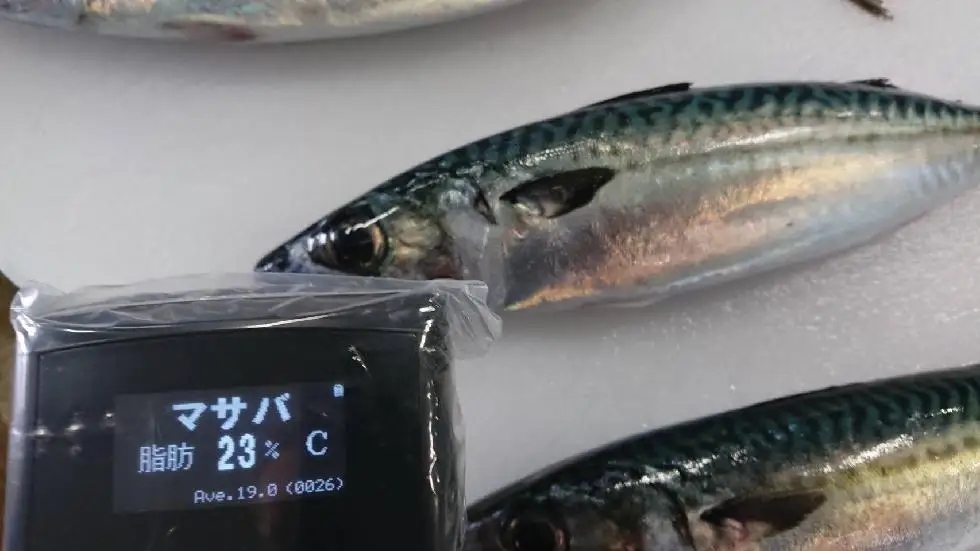 New stock Horse mackerel horse mackerel fish export Bulk Style Time Packaging Package Feature Weight Shelf Origin Life BRC