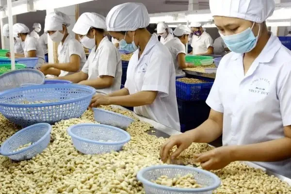 Premium Quality Raw Cashew Nuts  W320 W180 W240 W320 W450 Cashew Nuts at Competitive Prices