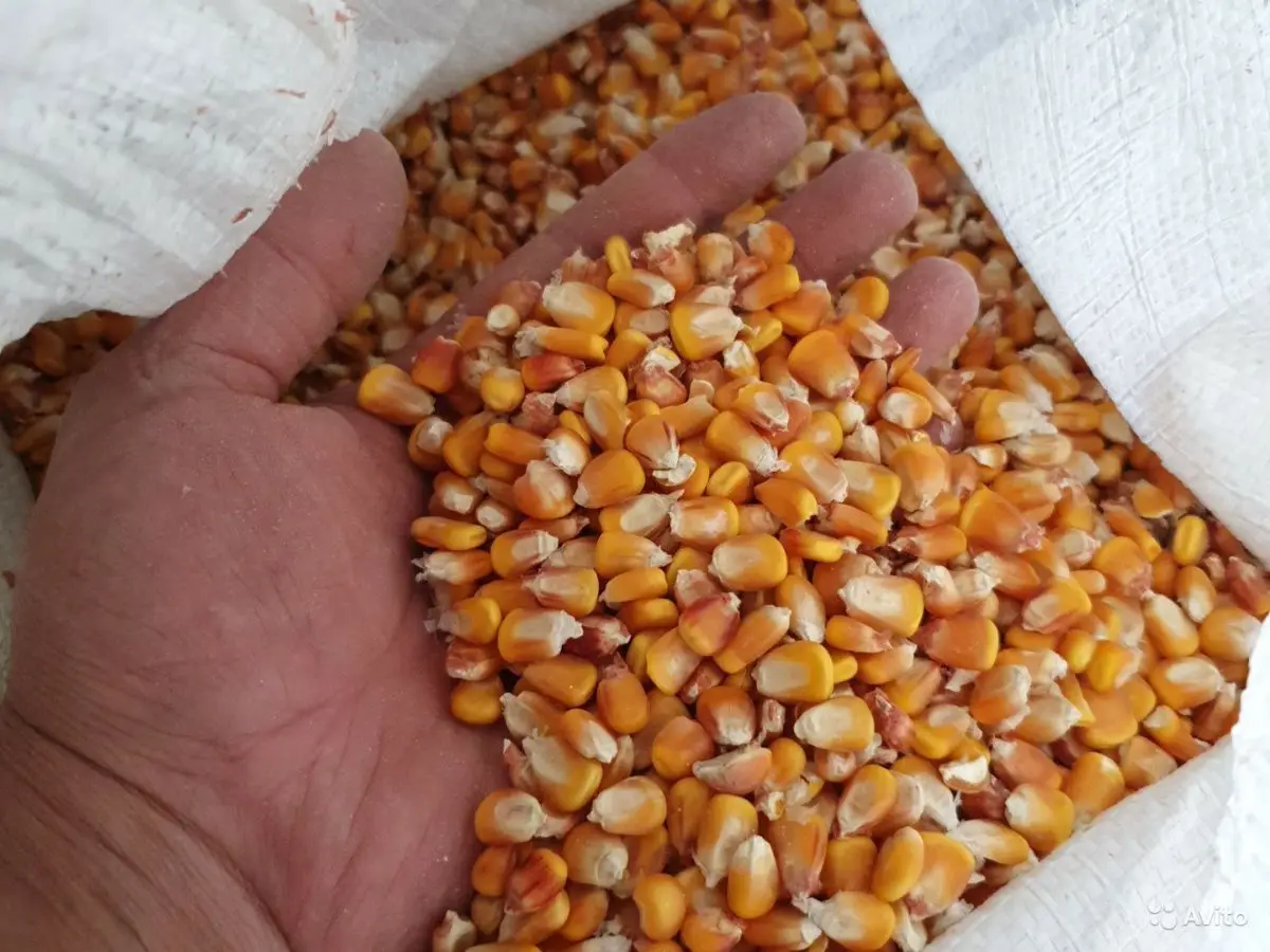 Best Grade Animal Feed Yellow Corn at cheap prices in bulk with fast world wide shipping